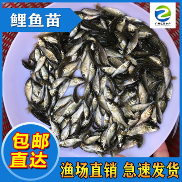 鲤鱼苗建鲤鱼苗丰鲤鱼苗全国发货包邮直达