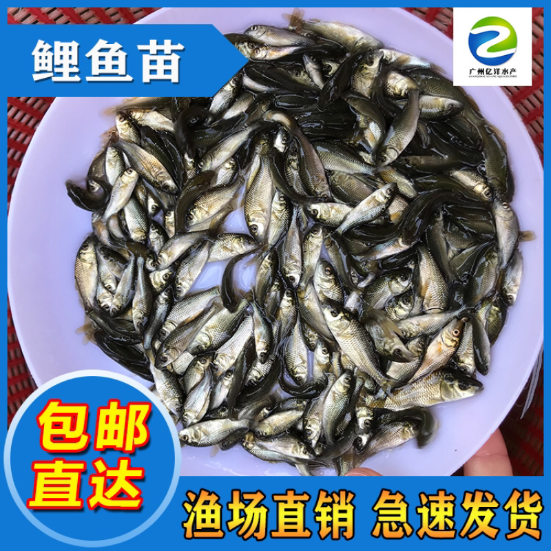 鲤鱼苗建鲤鱼苗丰鲤鱼苗全国发货包邮直达