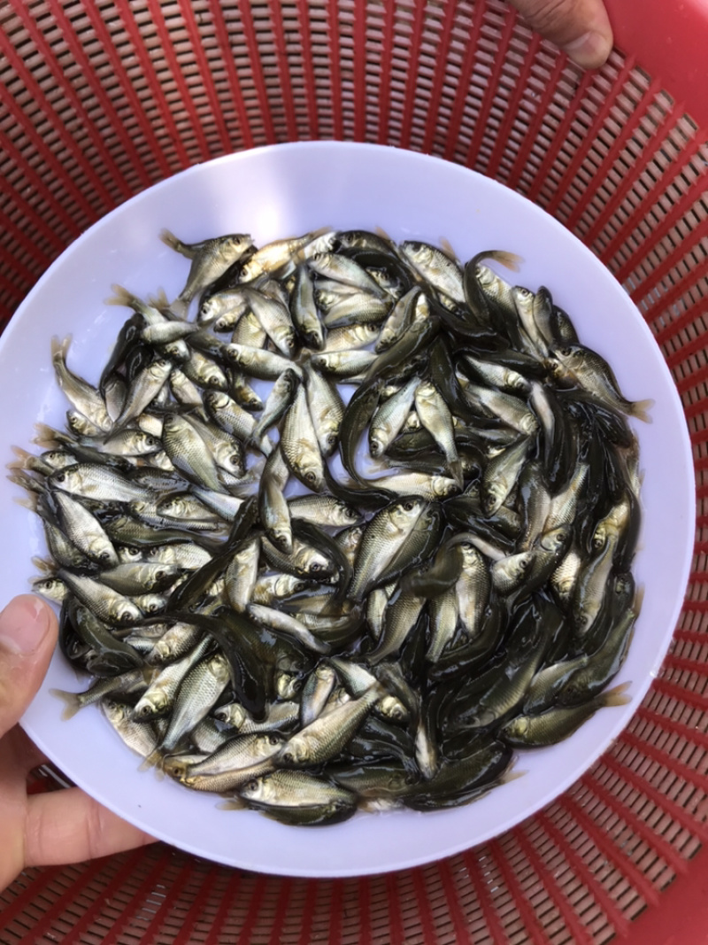 鲤鱼苗建鲤鱼苗丰鲤鱼苗全国发货包邮直达