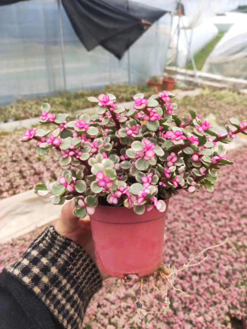 雅乐之舞锦造型多肉植物福建漳州基地直供