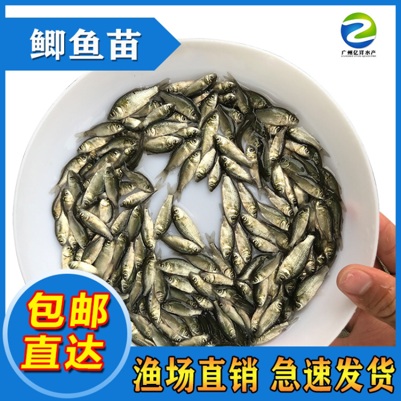 中科5号鲫鱼苗湘云鲫鱼苗全国发货包邮