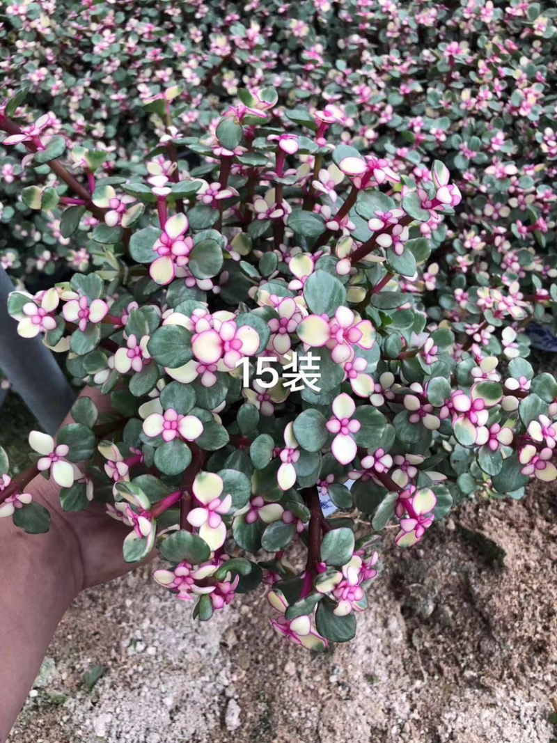 雅乐之舞锦造型多肉植物福建漳州基地直供