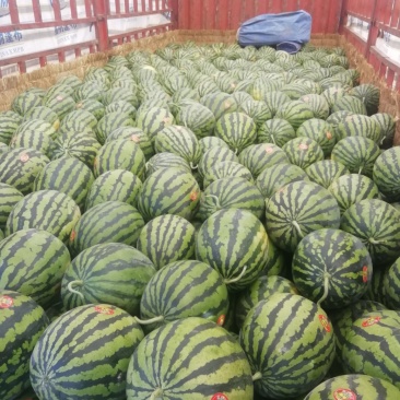 陕西甜王西瓜批发陕西无子甜王西瓜基地薄皮双红嚷口