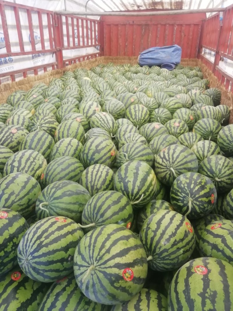 陕西甜王西瓜批发陕西无子甜王西瓜基地薄皮双红嚷口