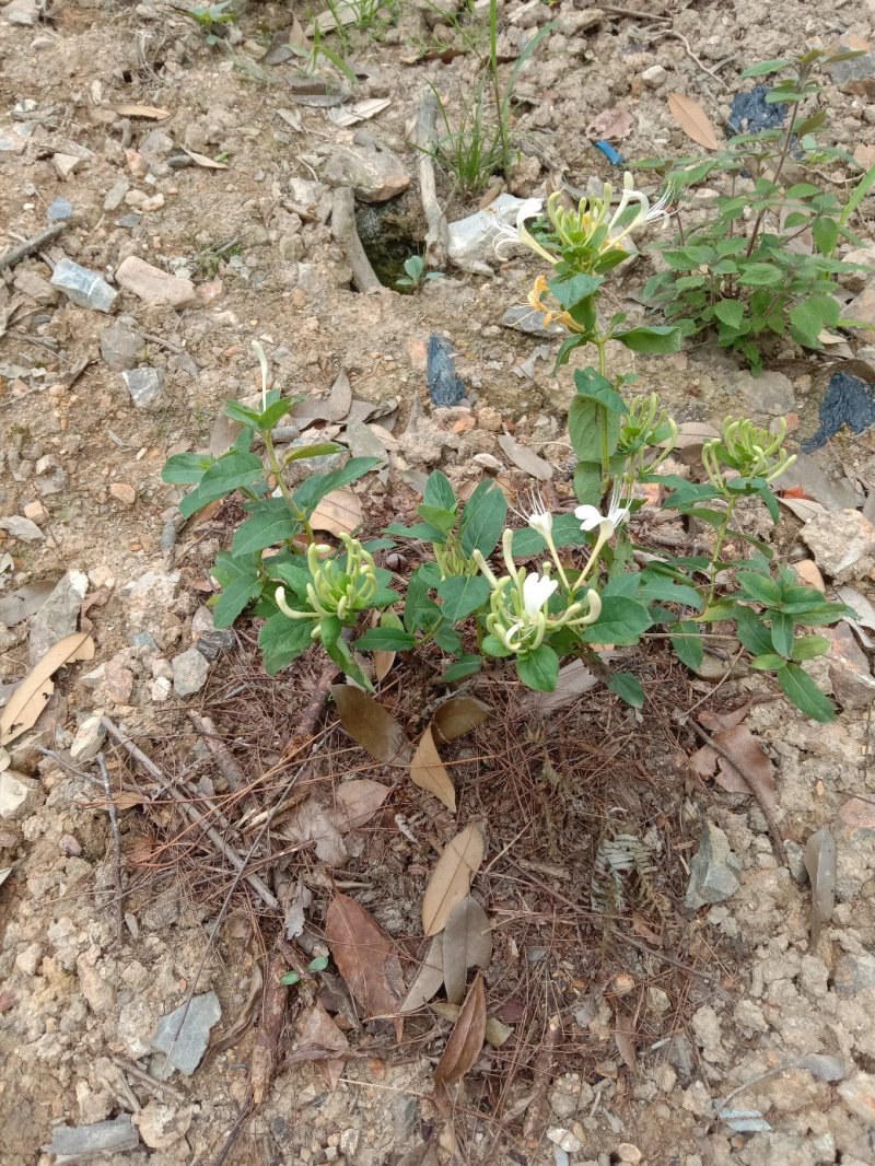 金银花树形苗