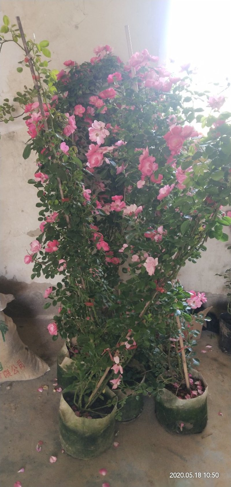 爬藤月季开花机器安吉拉花量大适合做花墙花架拱门好栽易活。