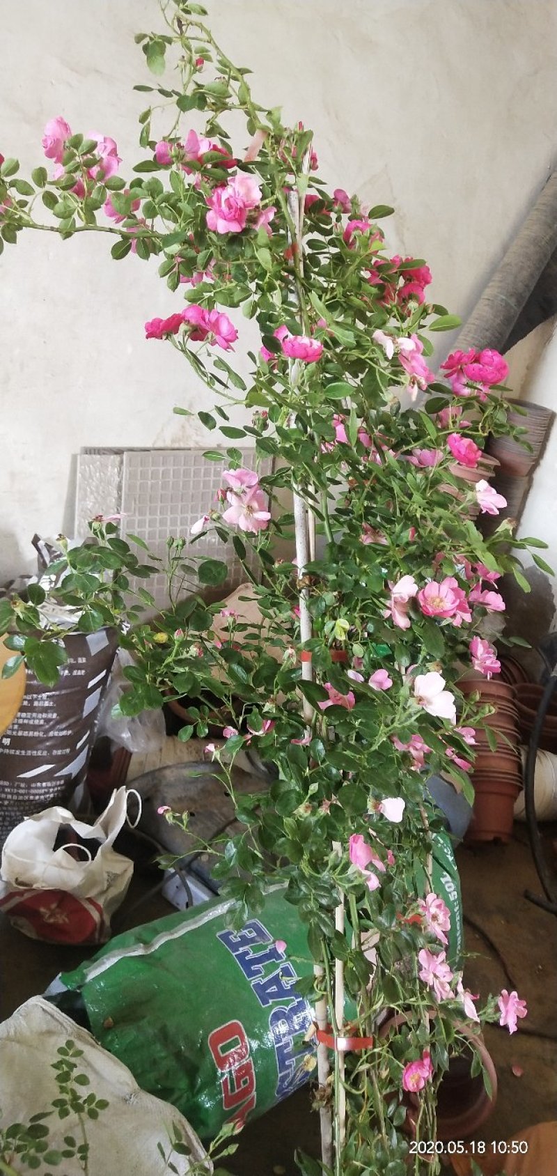 爬藤月季开花机器安吉拉花量大适合做花墙花架拱门好栽易活。