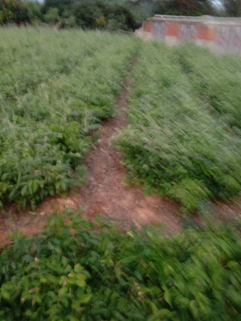 牛大力苗