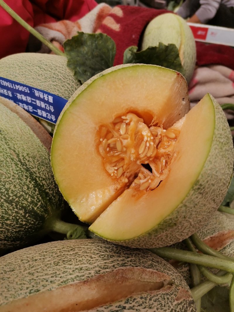 山东济南哈密瓜晓密25大量上市糖分高一手货源电联