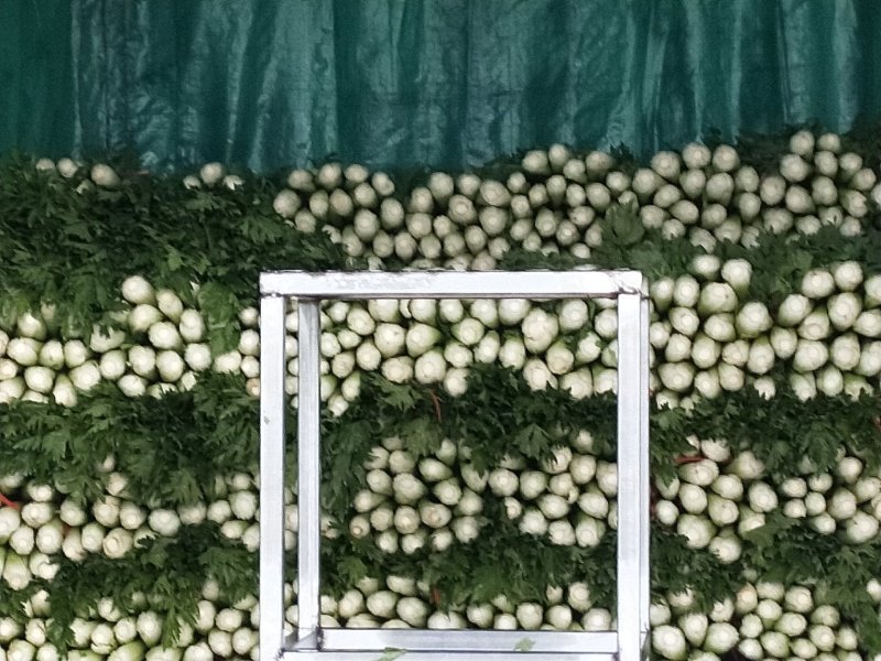 叶菜类