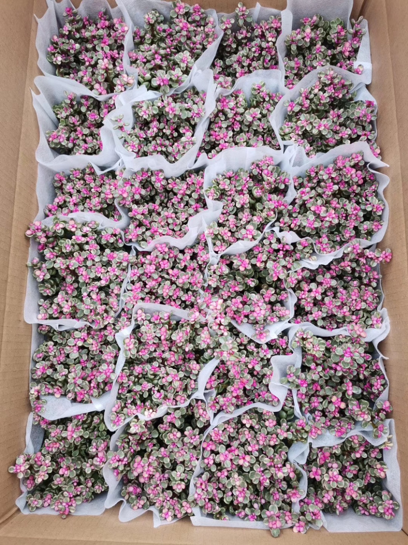 雅乐之舞锦造型多肉植物福建漳州基地直供