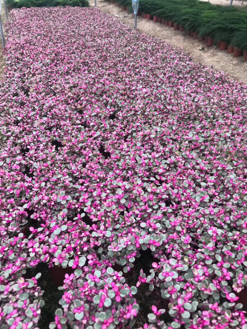 雅乐之舞锦造型多肉植物福建漳州基地直供