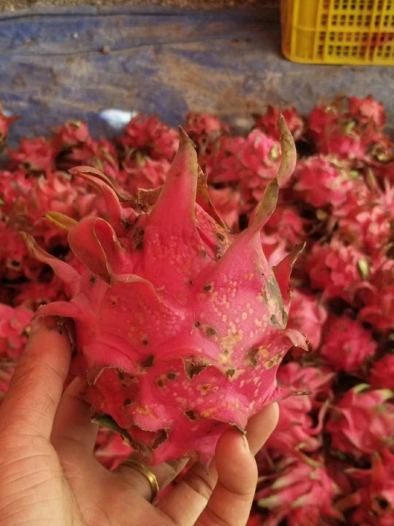 果汁厂加工果花皮果小果