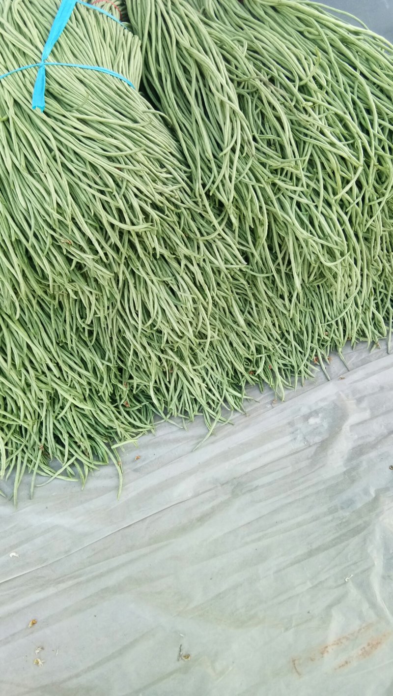 精品芸豆产地直销代收代发