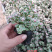 雅乐之舞锦造型多肉植物福建漳州基地直供