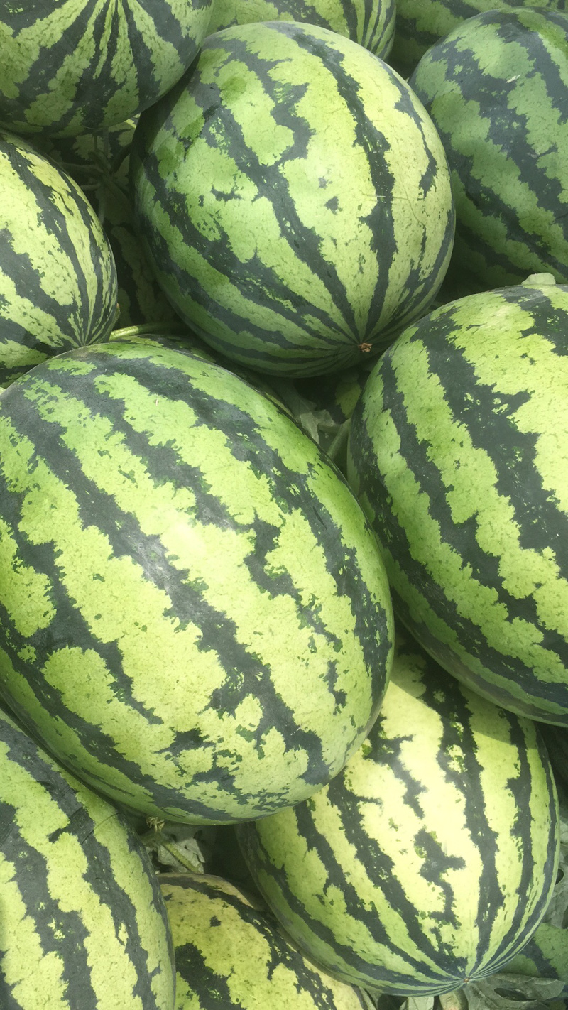 山东青州谭坊大量甜王已上市全国代发。视频看货。保证质量