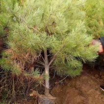 供应油松，占地油松，养营杯油松，各种规格油松