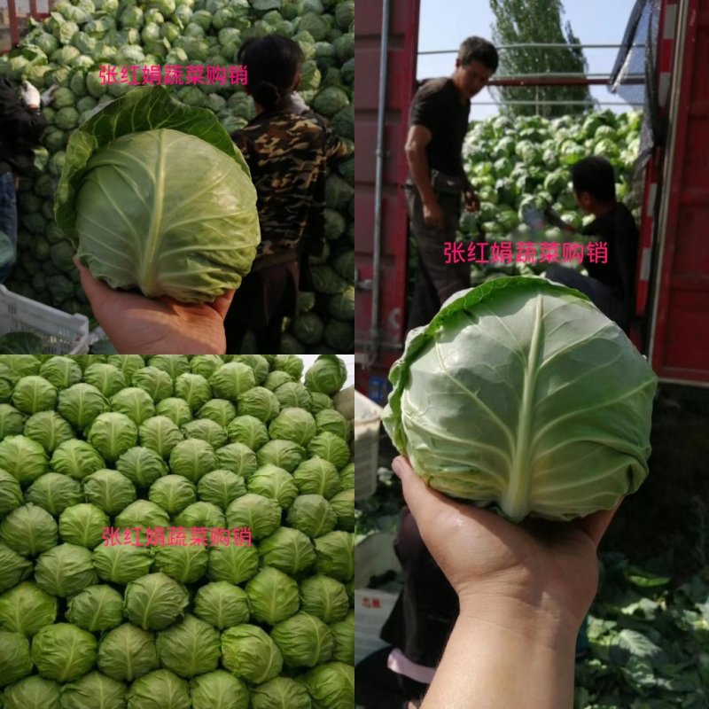 甘蓝新货上市(袋装，散装)支持产地看货