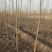 【推荐】黄柳1一20公分基地直供货源充足发票齐全