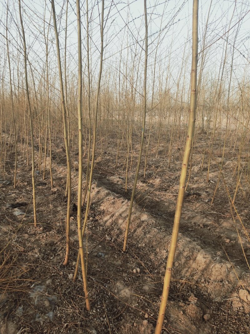 【推荐】黄柳1一20公分基地直供货源充足发票齐全