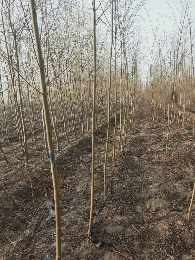 【推荐】黄柳1一20公分基地直供货源充足发票齐全