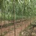 【推荐】黄柳1一20公分基地直供货源充足发票齐全