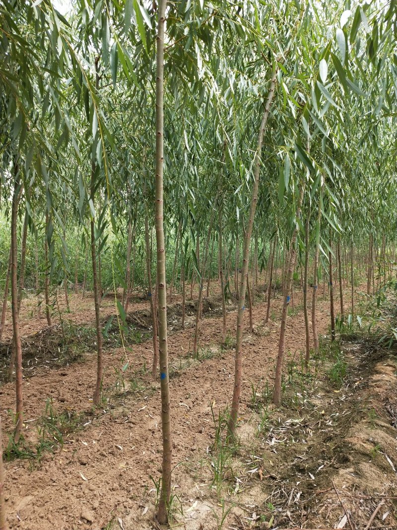 【推荐】黄柳1一20公分基地直供货源充足发票齐全