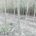 【推荐】黄柳1一20公分基地直供货源充足发票齐全