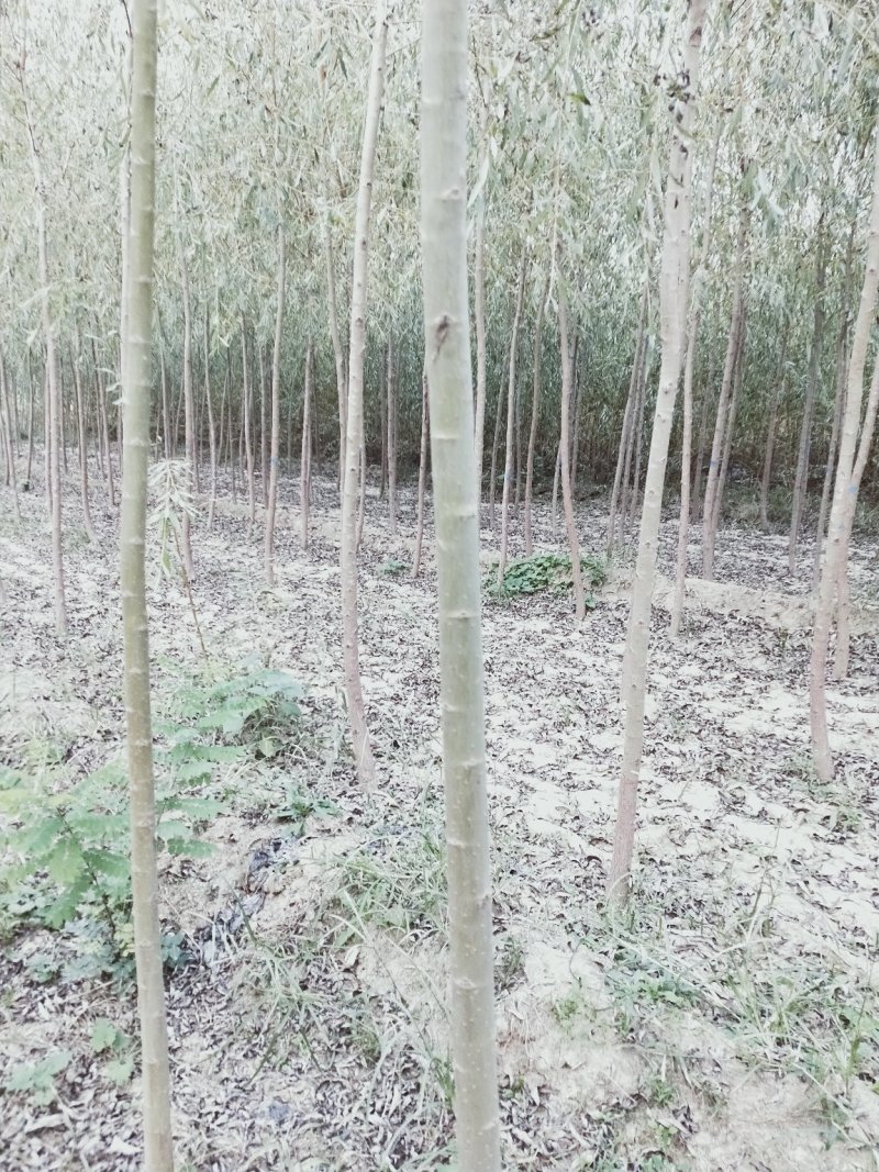 【推荐】黄柳1一20公分基地直供货源充足发票齐全