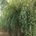 【推荐】黄柳1一20公分基地直供货源充足发票齐全