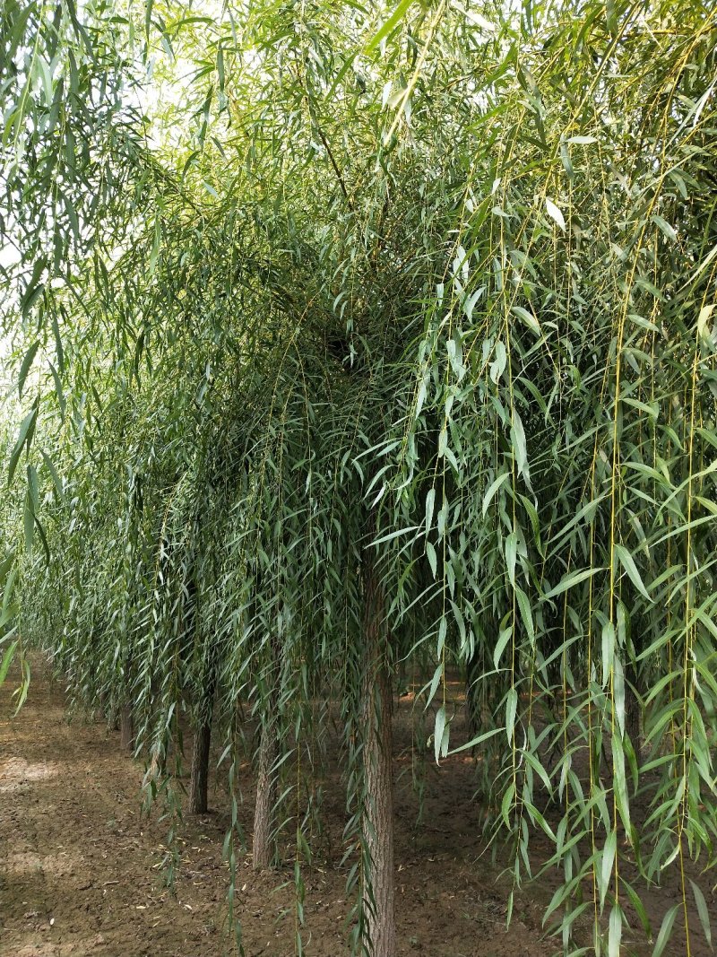 【推荐】黄柳1一20公分基地直供货源充足发票齐全