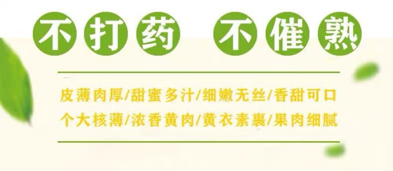 越南进口澳芒苹果芒大芒果金煌芒新鲜水果澳洲澳芒海南芒果