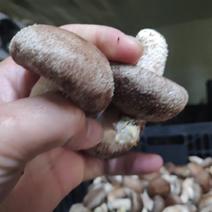贵州新鲜香菇产地批发上万斤一手货源可到基地考察