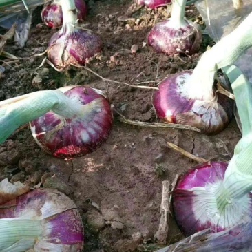 洋葱基地种植！农户直接交易。无中间差价！欢迎来实地考察咨