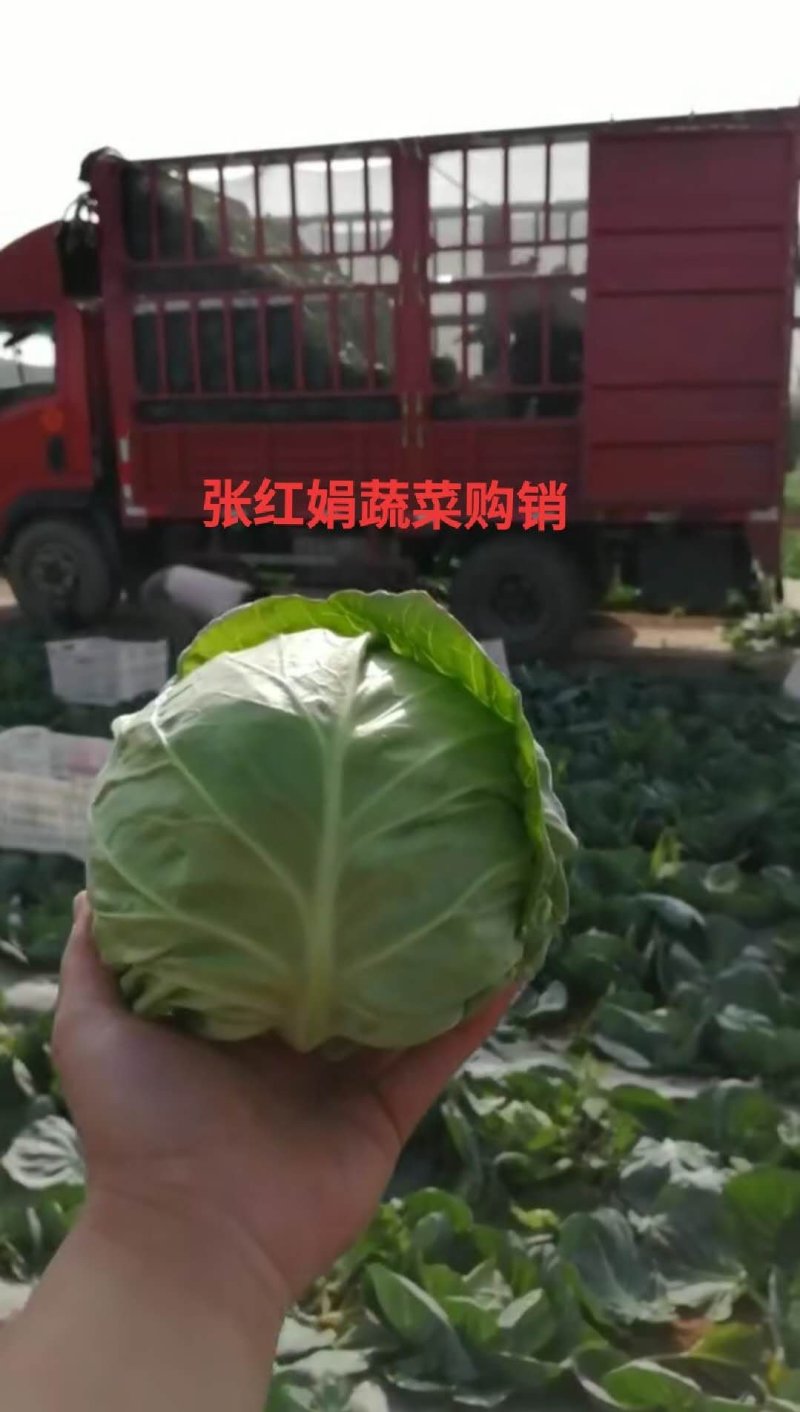 甘蓝新货上市(袋装，散装)支持产地看货