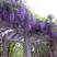 紫藤种子多花紫藤种子盆栽紫藤树种爬藤植物花种子