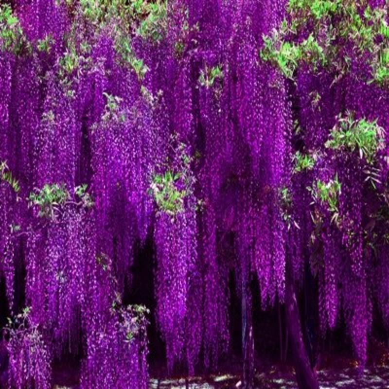 紫藤种子多花紫藤种子盆栽紫藤树种爬藤植物花种子