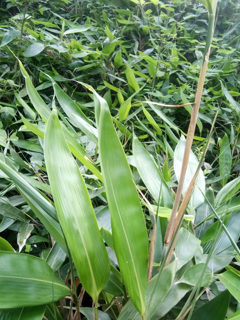 新鲜粽叶包粽粽香更持久