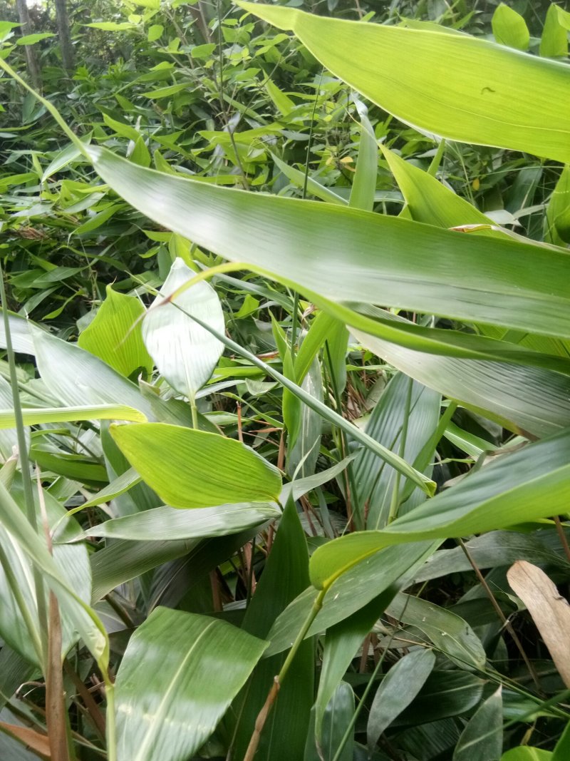 新鲜粽叶包粽粽香更持久