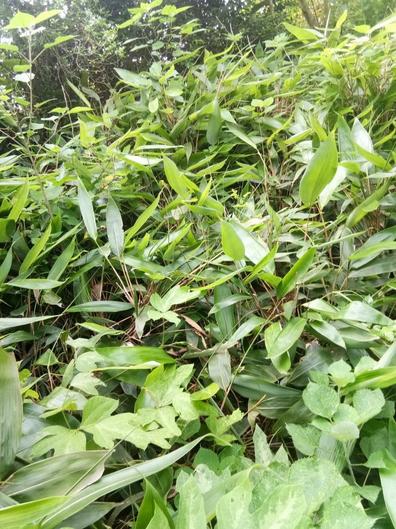 新鲜粽叶包粽粽香更持久