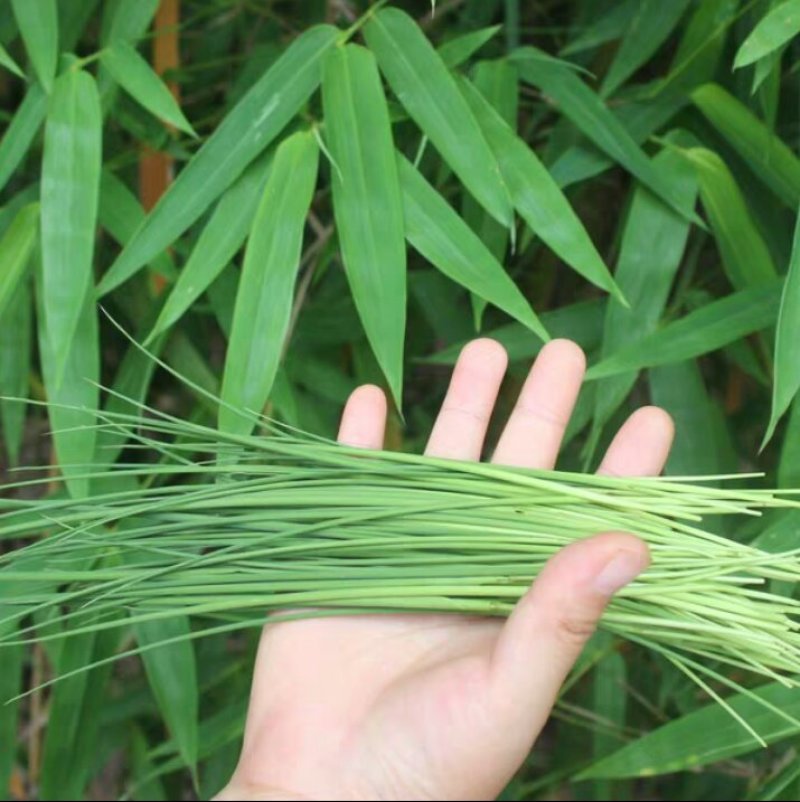 新鲜粽叶包粽粽香更持久