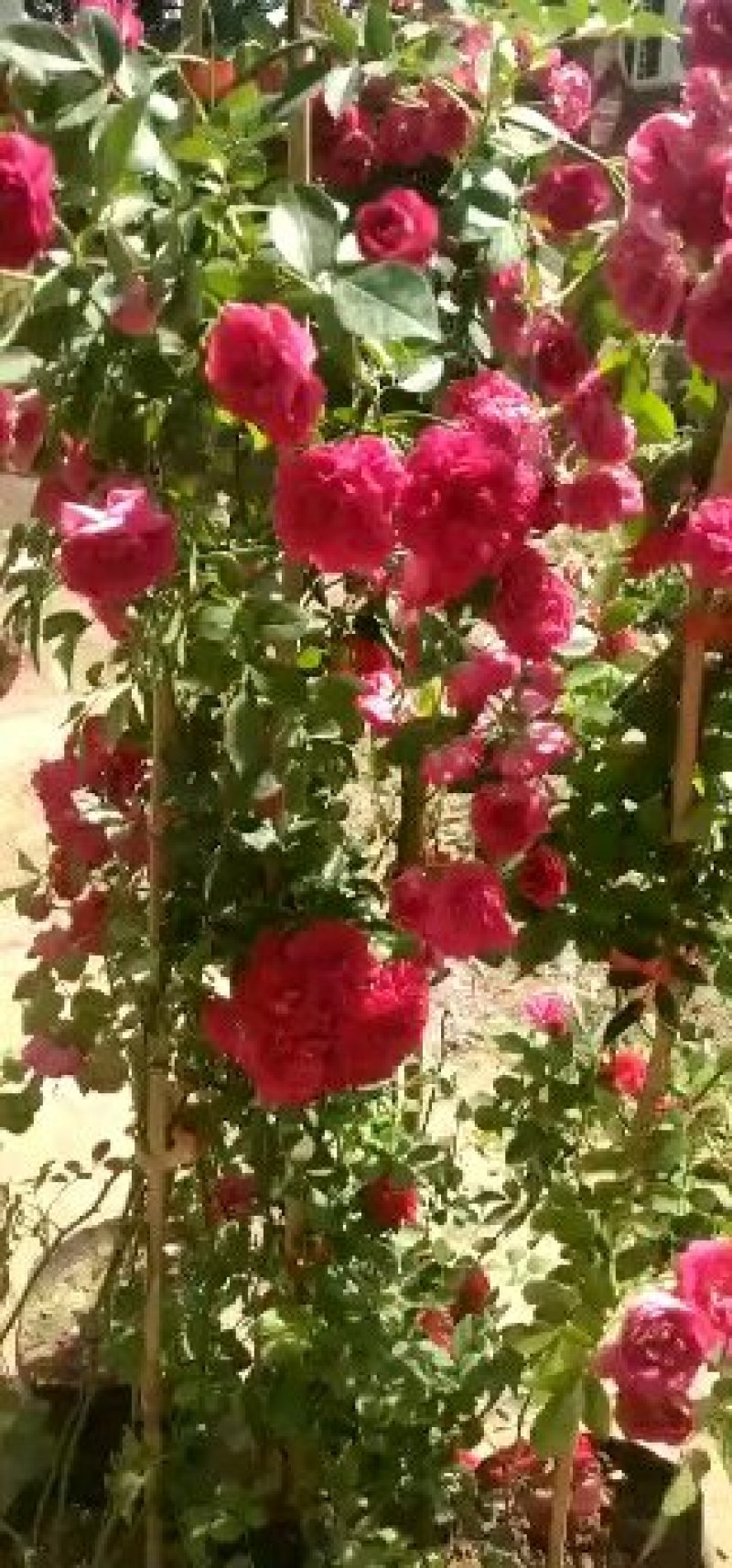 甜蜜红木香花苗四季红色盆栽带花爬藤植物浓香吸味绿植好养活