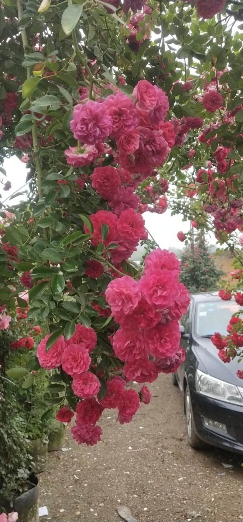 甜蜜红木香花苗四季红色盆栽带花爬藤植物浓香吸味绿植好养活