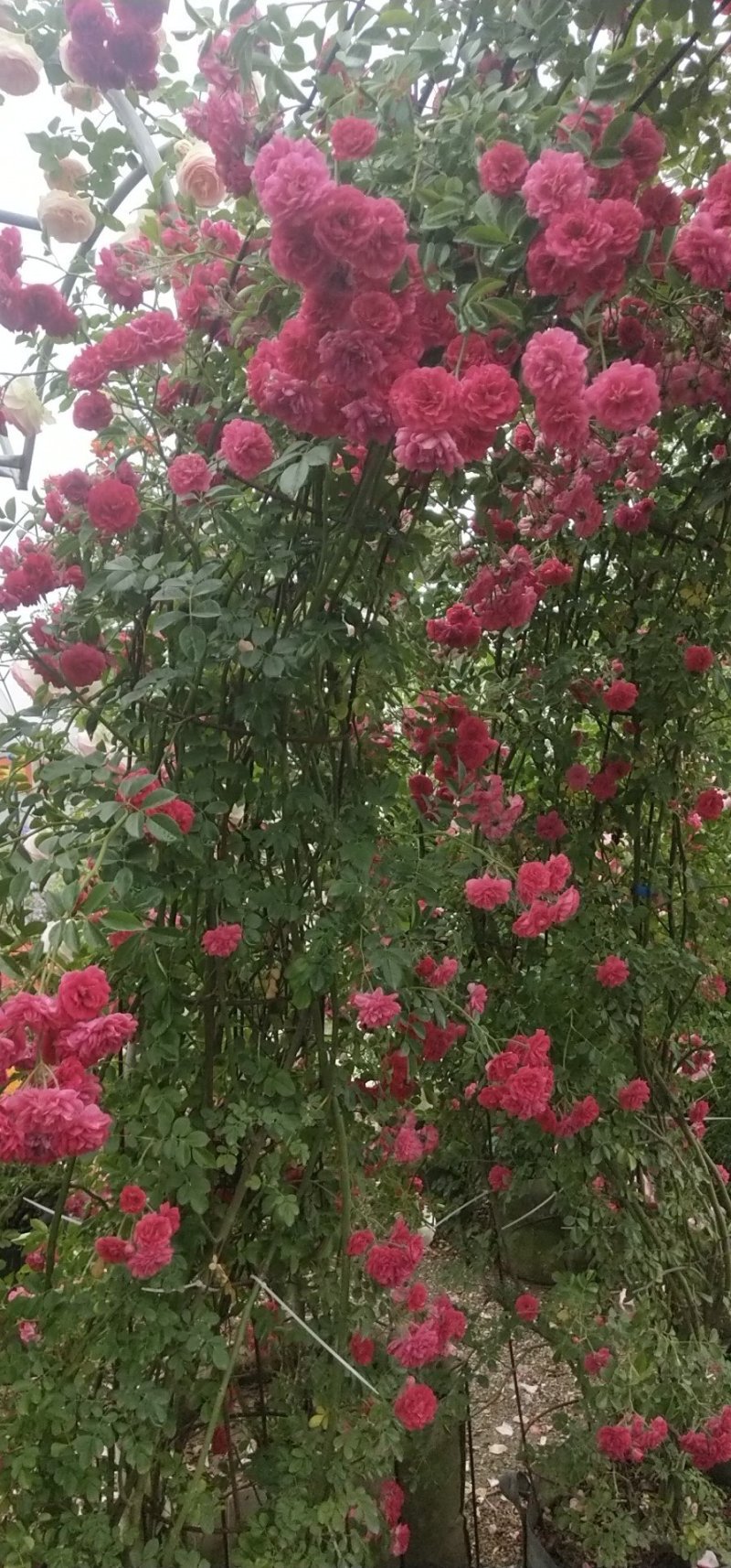 甜蜜红木香花苗四季红色盆栽带花爬藤植物浓香吸味绿植好养活