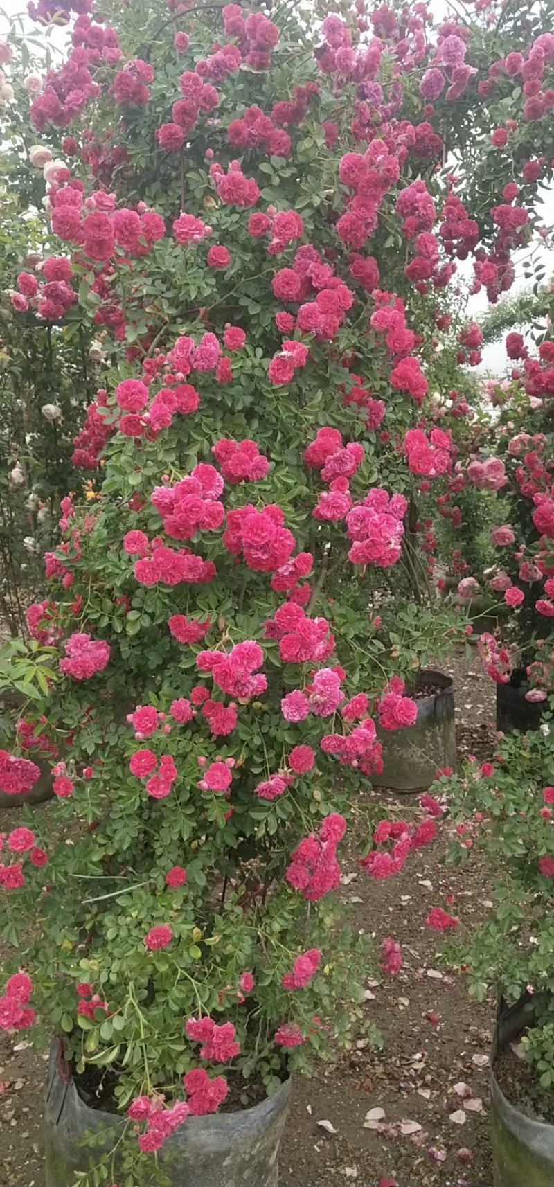 甜蜜红木香花苗四季红色盆栽带花爬藤植物浓香吸味绿植好养活