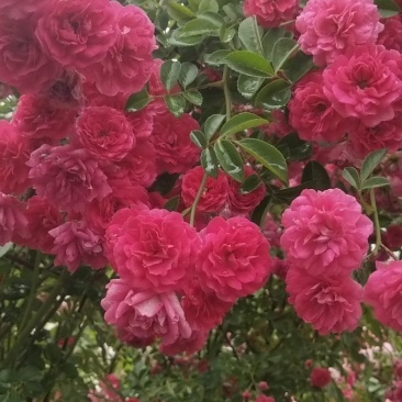 甜蜜红木香花苗四季红色盆栽带花爬藤植物浓香吸味绿植好养活