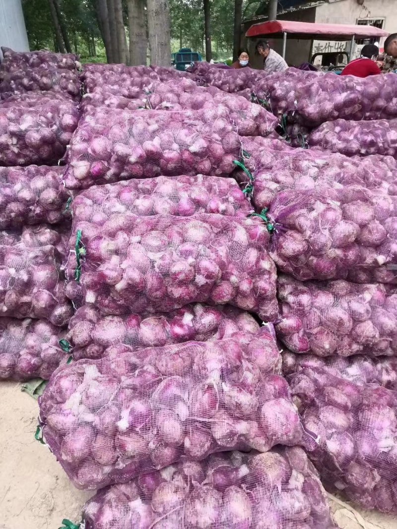 优质二红河东洋葱大量上市了，颜色好，形状漂，质量杠杠，需