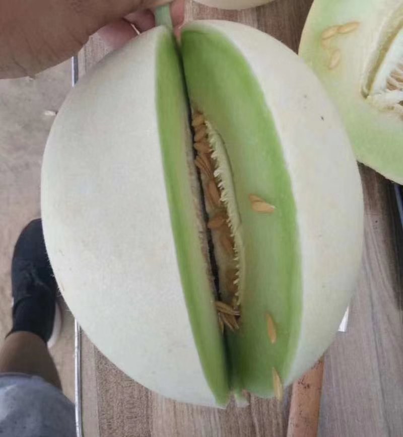 精品玉菇甜瓜冰清玉菇甜瓜河南甜瓜，二斤半起步