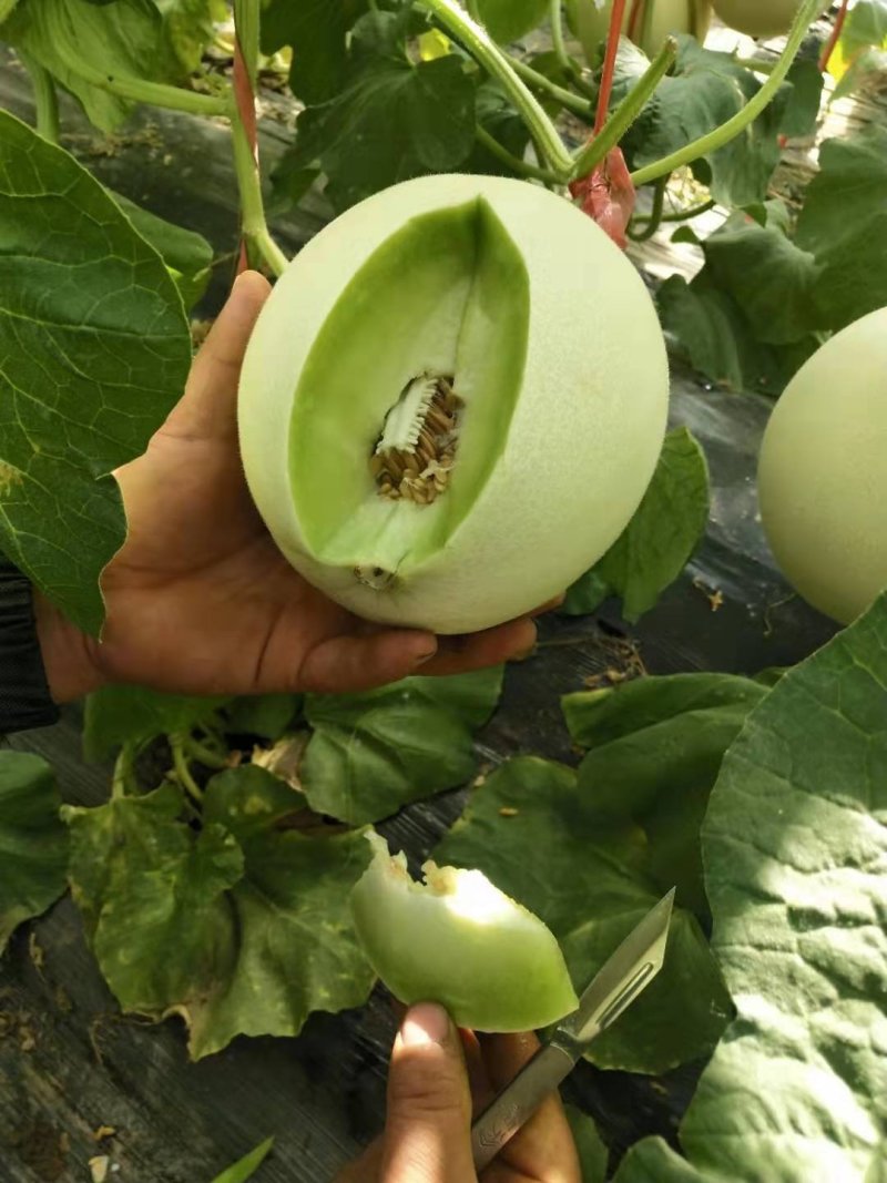 精品玉菇甜瓜冰清玉菇甜瓜河南甜瓜，二斤半起步