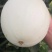 精品玉菇甜瓜冰清玉菇甜瓜河南甜瓜，二斤半起步